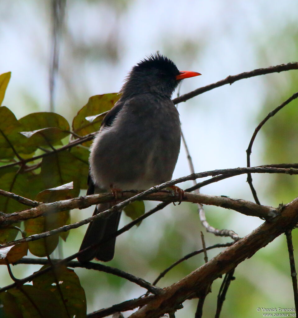 Malagasy Bulbuladult, identification, aspect