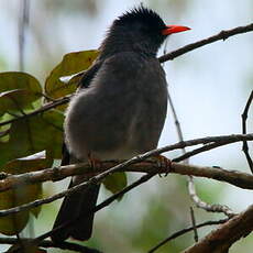 Bulbul de Madagascar