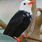 Bulbul noir