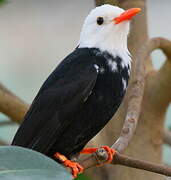 Black Bulbul