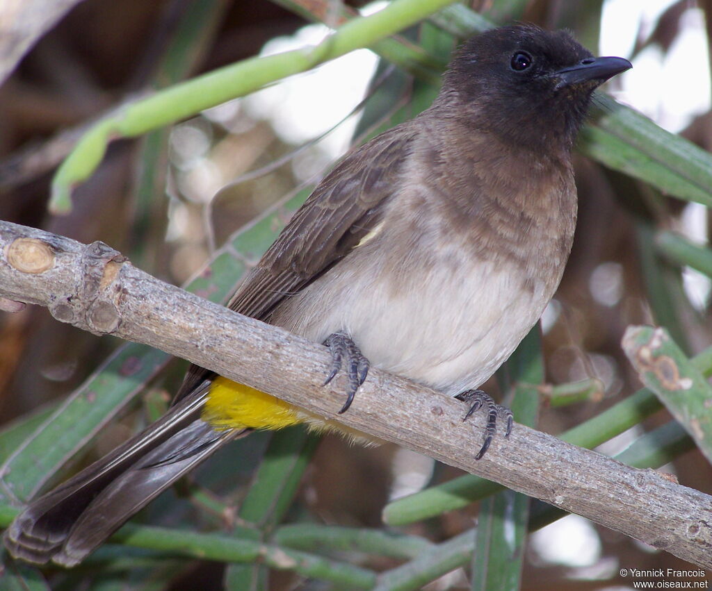 Dark-capped Bulbuladult, identification, aspect