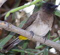 Bulbul tricolore
