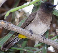 Dark-capped Bulbul