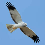 Hen Harrier