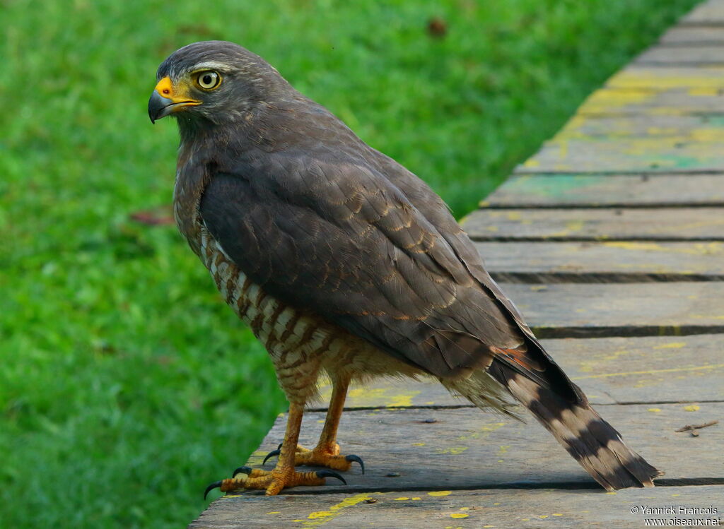 Roadside Hawkadult, identification, aspect