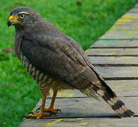 Roadside Hawk