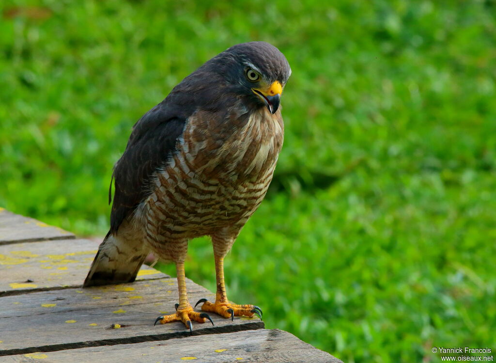 Roadside Hawkadult, identification, aspect