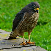 Roadside Hawk