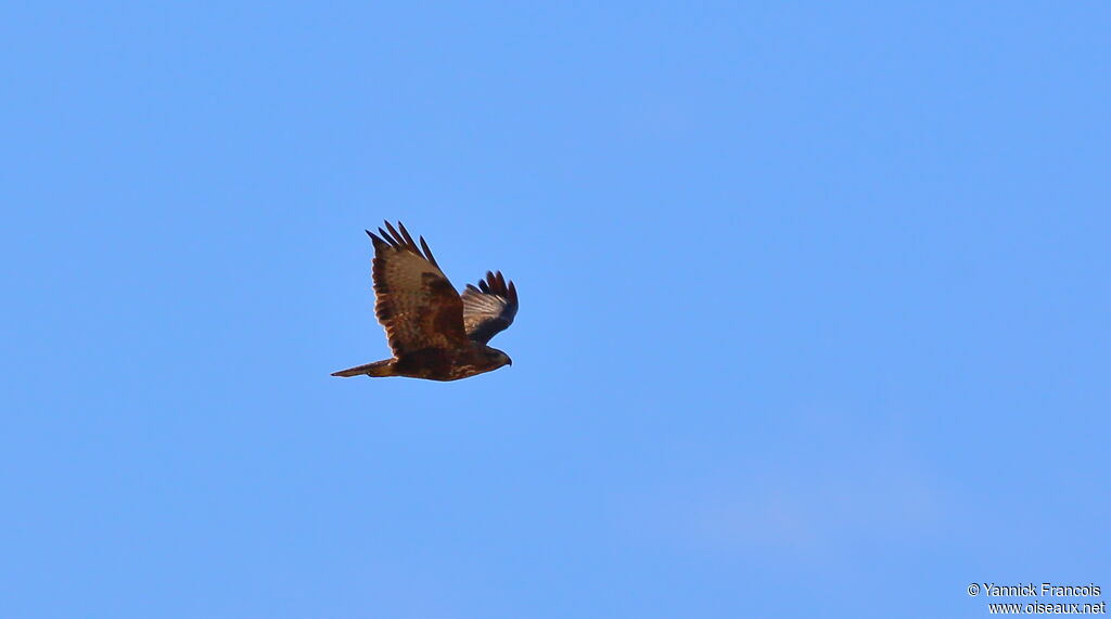 Common Buzzardadult, aspect, Flight