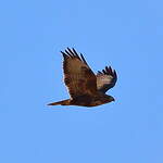 Buse variable