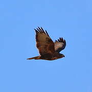 Common Buzzard