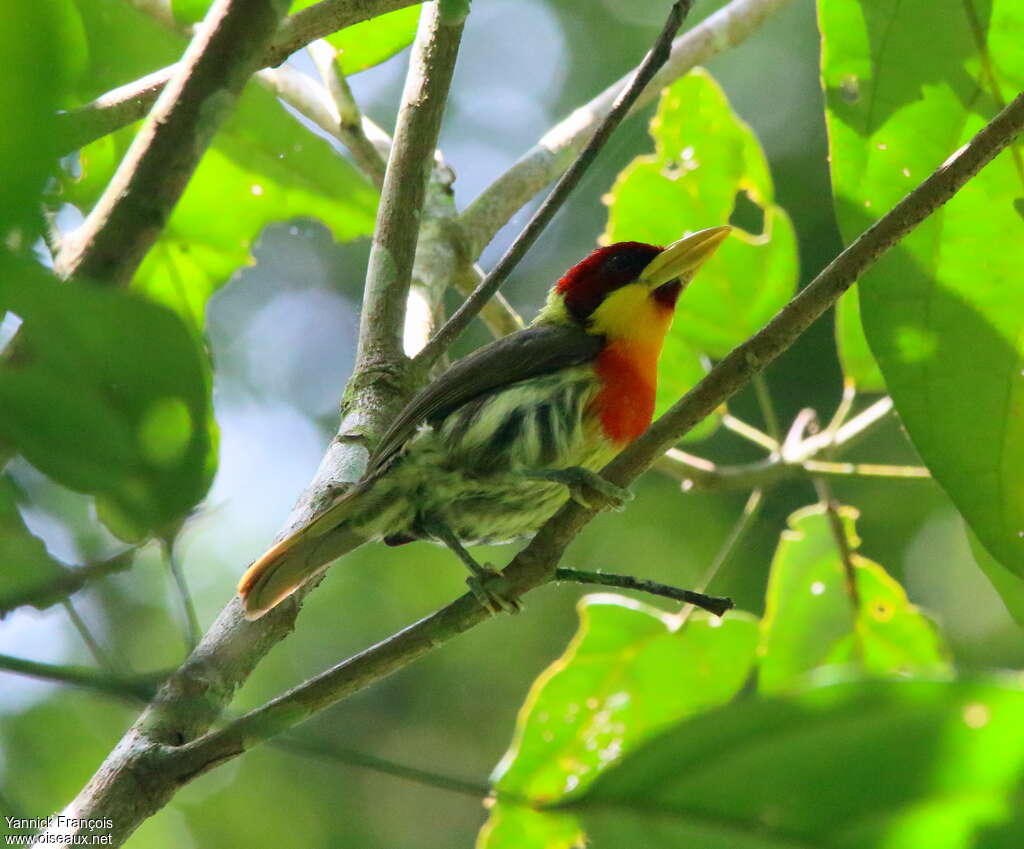 Lemon-throated Barbet male adult, identification