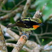 Gilded Barbet