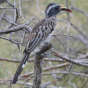 African Grey Hornbill