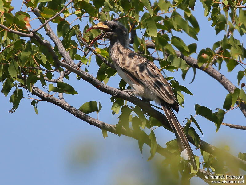African Grey Hornbill female adult, identification, aspect