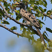 African Grey Hornbill