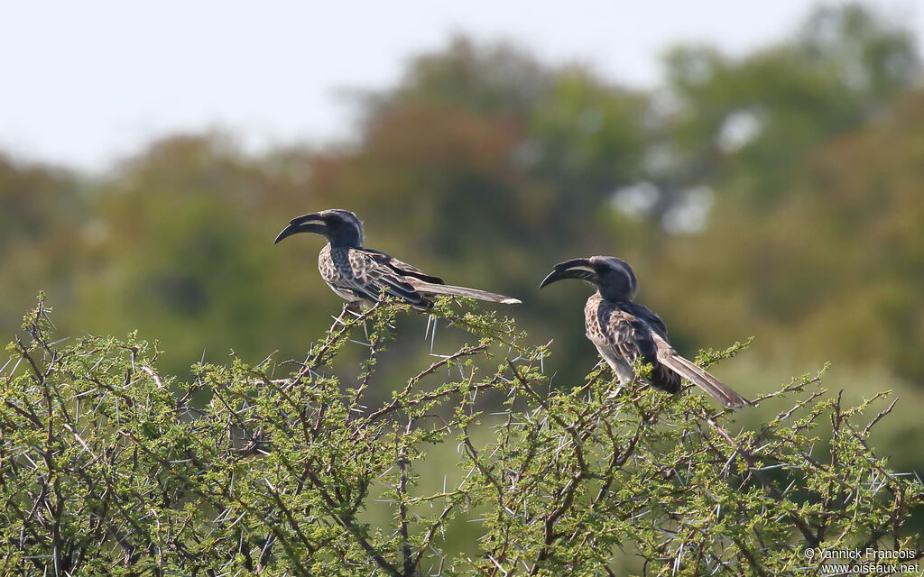 African Grey Hornbill male adult, habitat, aspect