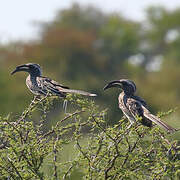 African Grey Hornbill