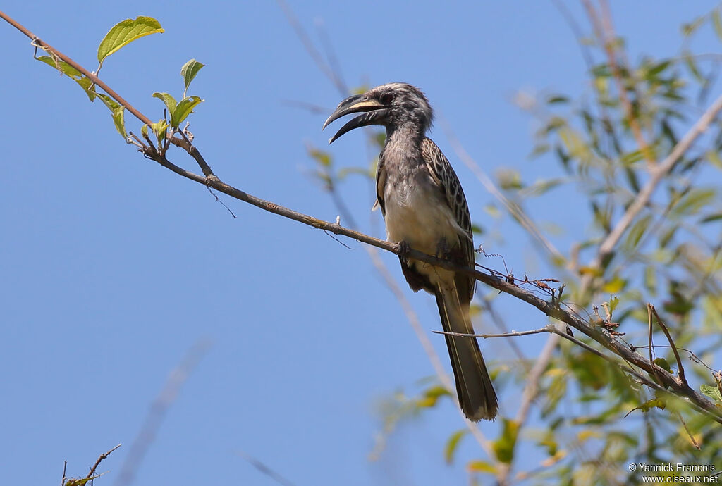 African Grey Hornbill male adult, habitat, aspect