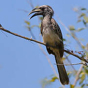 African Grey Hornbill