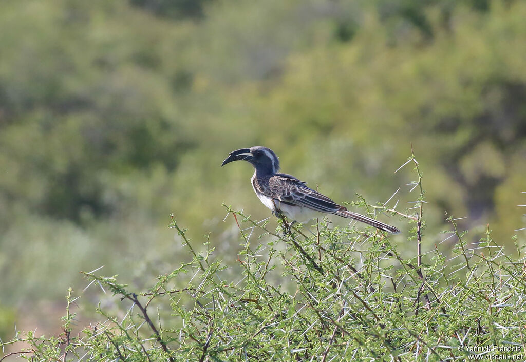 Calao à bec noir mâle adulte, habitat, composition