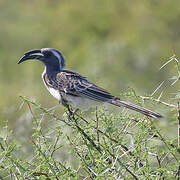 African Grey Hornbill