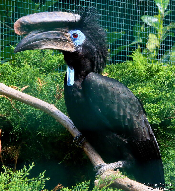 Black-casqued Hornbill male adult, identification