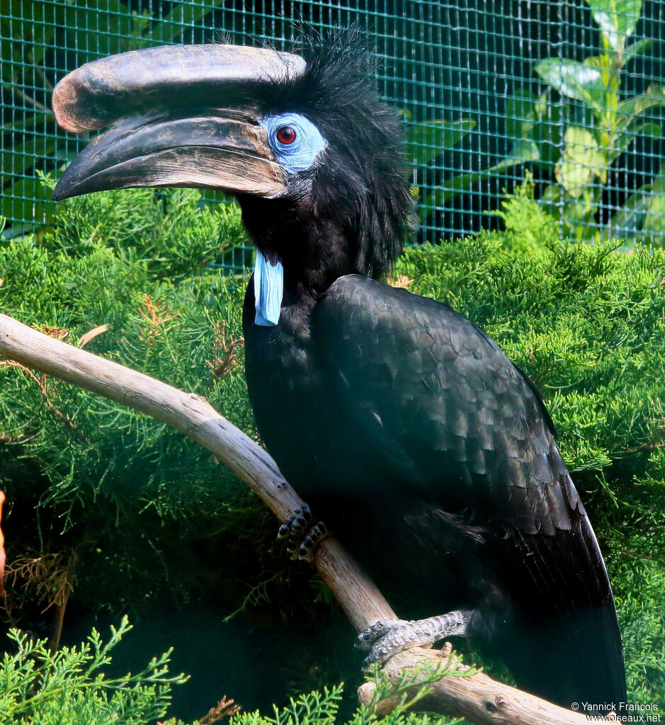 Black-casqued Hornbill male adult, identification