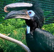 Black-casqued Hornbill