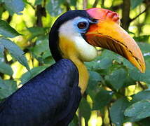 Wrinkled Hornbill