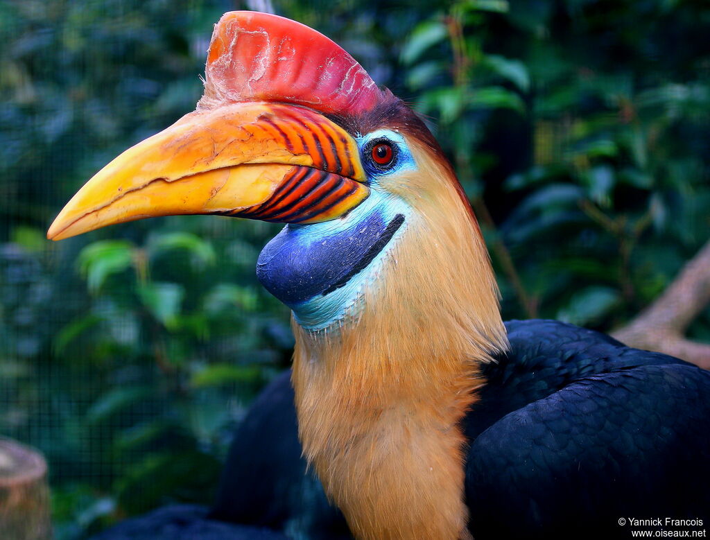 Knobbed Hornbill male adult, close-up portrait, aspect