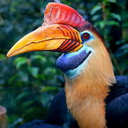 Knobbed Hornbill