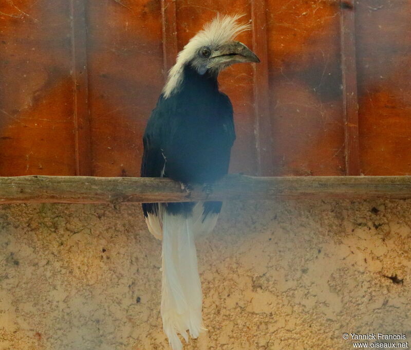 White-crowned Hornbill female adult, identification, aspect