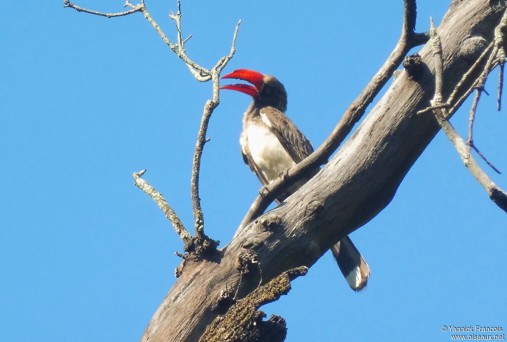 Crowned Hornbilladult, identification, aspect