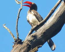 Crowned Hornbill