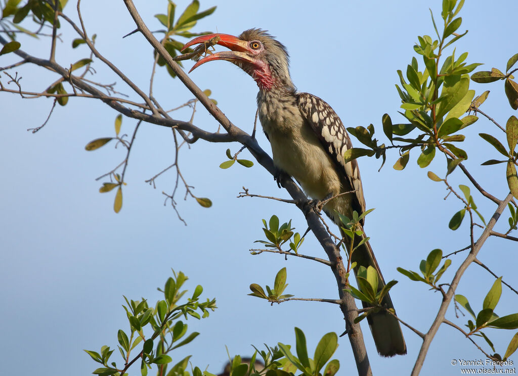 Southern Red-billed Hornbilladult, identification, aspect, eats