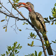 Southern Red-billed Hornbill