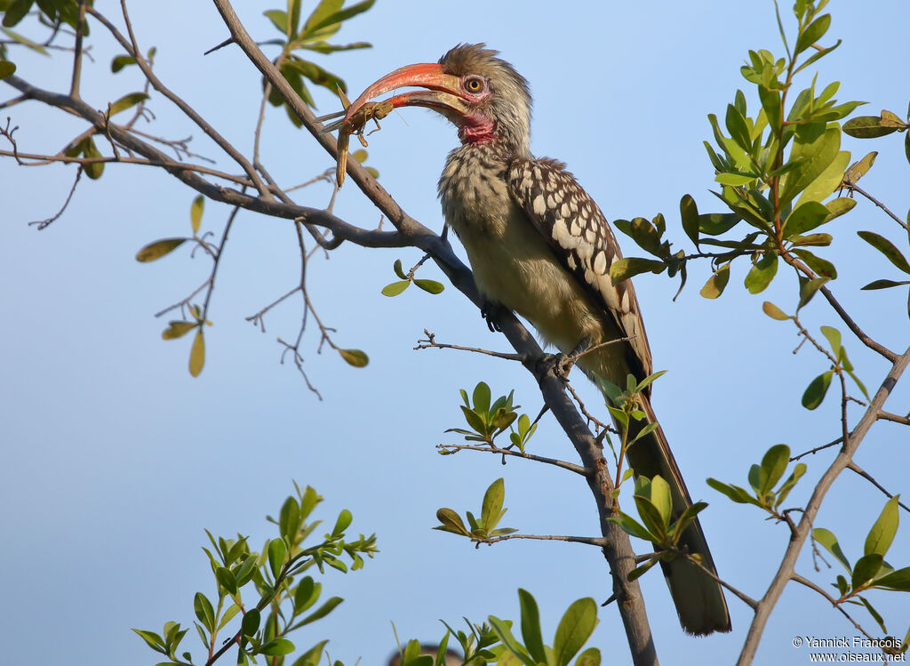 Southern Red-billed Hornbilladult, identification, aspect, eats