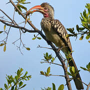 Southern Red-billed Hornbill