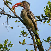 Southern Red-billed Hornbill