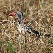 Southern Red-billed Hornbill