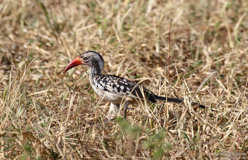 Calao d'Afrique du Sud femelle adulte, identification, composition