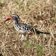 Southern Red-billed Hornbill