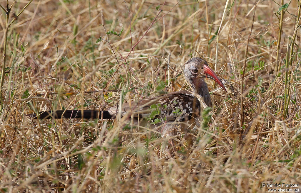 Southern Red-billed Hornbill