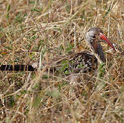 Southern Red-billed Hornbill