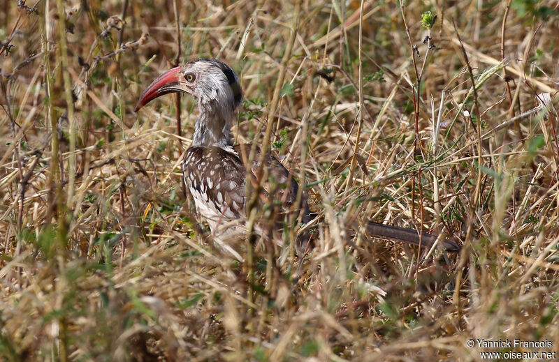 Southern Red-billed Hornbill male adult, identification, aspect