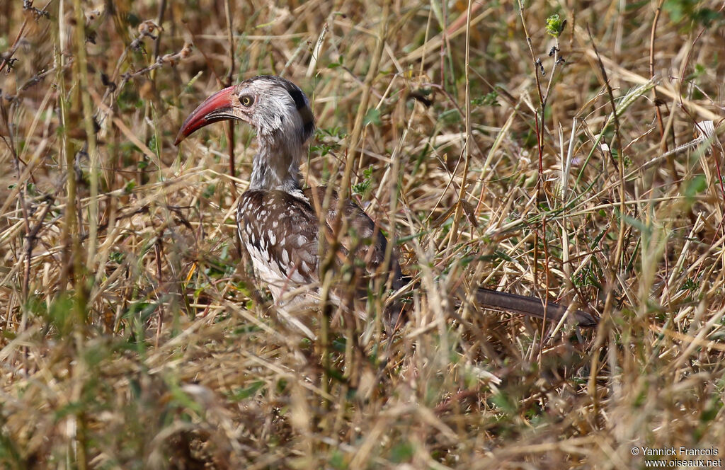 Calao d'Afrique du Sud mâle adulte, identification, composition