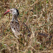 Southern Red-billed Hornbill