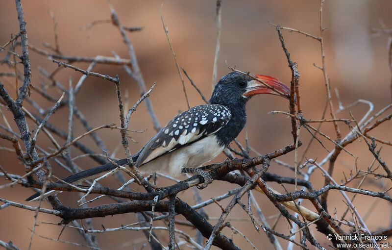 Monteiro's Hornbill male adult, identification, aspect