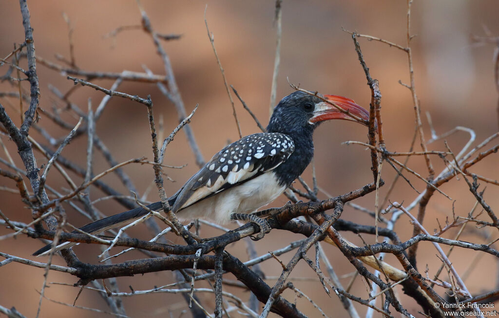 Monteiro's Hornbill male adult, identification, aspect